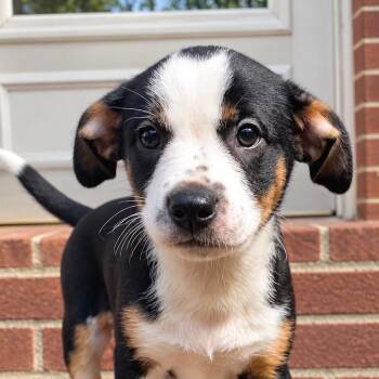 Poquito Tito -  Mixed Breed Dog for Adoption in Fredericksburg, Virginia - Poquito Tito | PetCurious