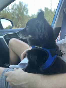 Rescue Papillon and Chihuahua Dogs for Adoption in Scottsdale, Arizona - Pippin | PetCurious