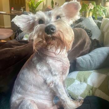 Rescue Schnauzer and Border Terrier Dogs for Adoption in New Orleans, Louisiana - Oatmeal (Benefactor Dog) | PetCurious