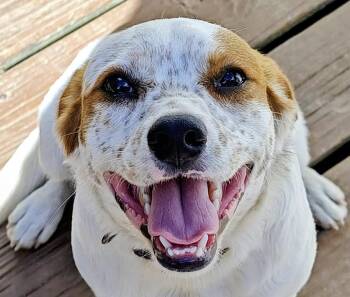 Australian Cattle Dog Blue Heeler and Boxer Dogs Available for Adoption - Tweedle Dum | PetCurious