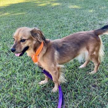 Seraphina 09-2731 -  Chihuahua and Dachshund Dog for Adoption in Tyrone, Georgia - Seraphina 09-2731 | PetCurious