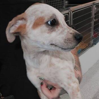 Sadie -  Cattle Dog and Mixed Breed Dog for Adoption in Lake Havasu City, Arizona - Sadie | PetCurious