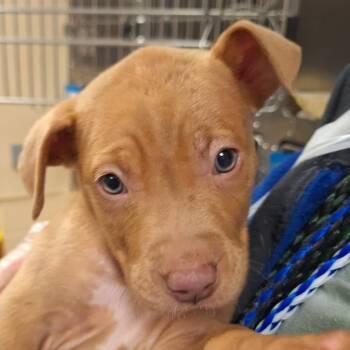 Pit Bull Terrier Dogs Available for Adoption - Hohos | PetCurious