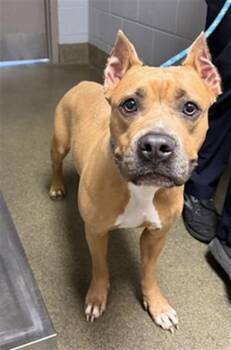 ANGELICA -  Mixed Breed Dog for Adoption in Jacksonville, Florida - ANGELICA | PetCurious