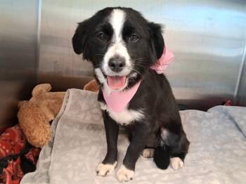 SUZIE -  Cavalier King Charles Spaniel and Mixed Breed Dog for Adoption in Tustin, California - SUZIE | PetCurious
