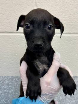 Black Trumpet -  Mixed Breed Dog for Adoption in Wichita, Kansas - Black Trumpet | PetCurious