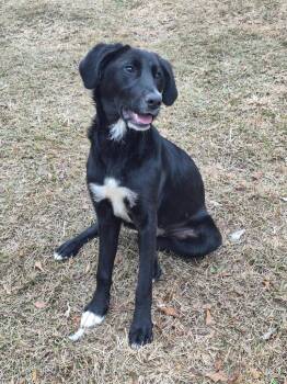 Lainey -  Mixed Breed Dog for Adoption in Taycheedah, Wisconsin - Lainey | PetCurious