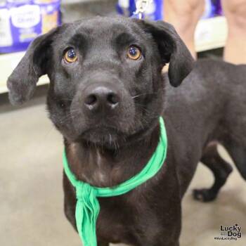 Tuquita -  Labrador Retriever and Feist Dog for Adoption in Washington, District Of Columbia - Tuquita | PetCurious