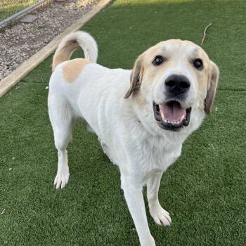 Rescue Great Pyrenees and Labrador Retriever Dogs for Adoption in Spencer, Iowa - Blaine | PetCurious