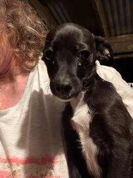 Rescue Chihuahua and Dachshund Dogs for Adoption in Fresno, California - Jimmy | PetCurious