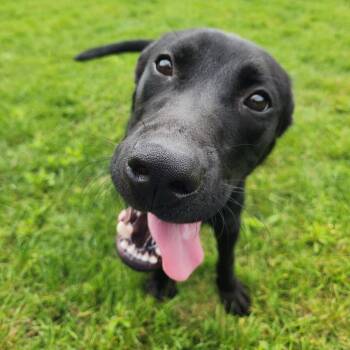 Danger Dan -  Black Labrador Retriever Dog for Adoption in Fort Wayne, Indiana - Danger Dan | PetCurious