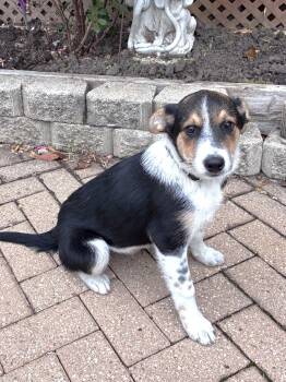 Rescue Australian Shepherd Dogs for Adoption - Geary | PetCurious