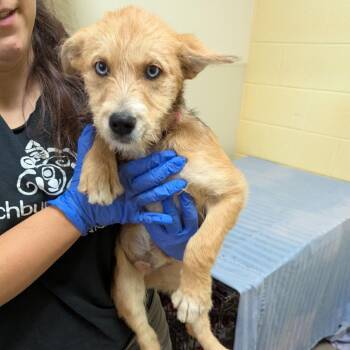 Ammonite -  Terrier and Husky Dog for Adoption in Lynchburg, Virginia - Ammonite | PetCurious