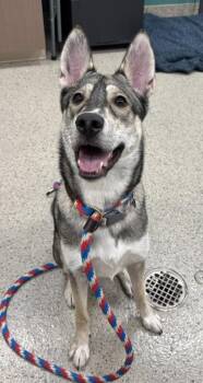 Disco -  Shepherd and Mixed Breed Dog for Adoption in Fishers, Indiana - Disco | PetCurious