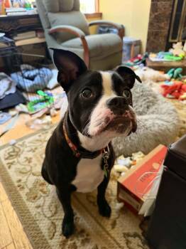 Noli -  Boston Terrier Dog for Adoption in Alexander, Arkansas - Noli | PetCurious