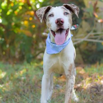 Rescue Mixed Breed Dogs for Adoption in Kailua-kona, Hawaii - Wishbone | PetCurious