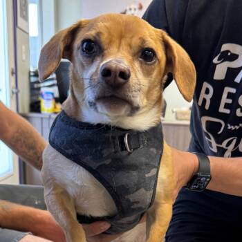 Rolo -  Chihuahua Dog Available for Adoption in St. George, Utah - Rolo | PetCurious