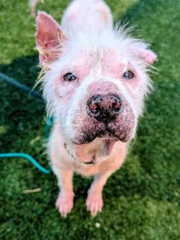BUZZ -  Mixed Breed Dog for Adoption in Dallas, Texas - BUZZ | PetCurious