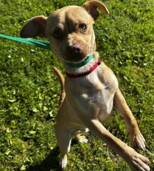Chihuahua Dogs Available for Adoption - Jackson | PetCurious