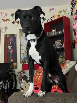 Rescue Labrador Retriever Dogs for Adoption in New Bedford, Massachusetts - Willson | PetCurious