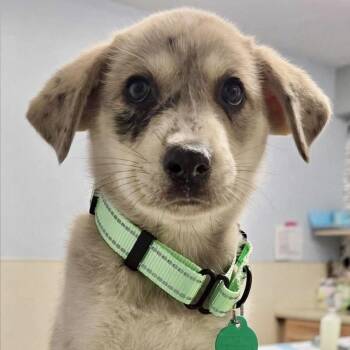 Bacon -  Mixed Breed Dog for Adoption in Buffalo, Minnesota - Bacon | PetCurious