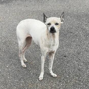 Rescue Italian Greyhound and Chihuahua Dogs for Adoption in Pelham, New Hampshire - Daisey | PetCurious