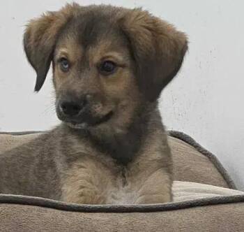 Mixed Breed Dogs Available for Adoption - OG Floof | PetCurious