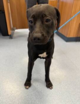 Rescue Beagle and Mixed Breed Dogs for Adoption in San Jose, California - PENGUINA | PetCurious