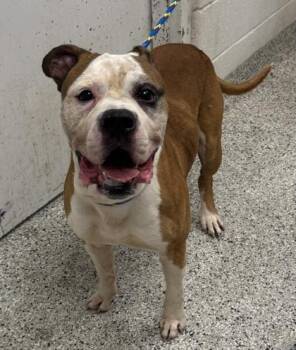 Jerry -  Pit Bull Terrier and Mixed Breed Dog for Adoption in Kansas City, Missouri - Jerry | PetCurious