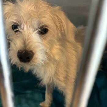 Monica -  Schnauzer Dog for Adoption in Hohenwald, Tennessee - Monica | PetCurious