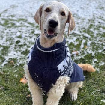 Rescue Standard Poodle and Golden Retriever Dogs for Adoption in Ferndale, Michigan - Lenny | PetCurious