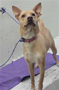 Carolina Dog and Mixed Breed Dogs Available for Adoption in Houston, Texas - DAISY | PetCurious