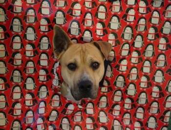 Marilyn* -  American Staffordshire Terrier and Mixed Breed Dog for Adoption in El Paso, Texas - Marilyn* | PetCurious