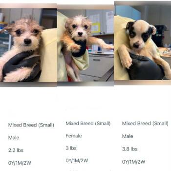 Terrier Dogs Available for Adoption in Newport, Kentucky - Zoom | PetCurious