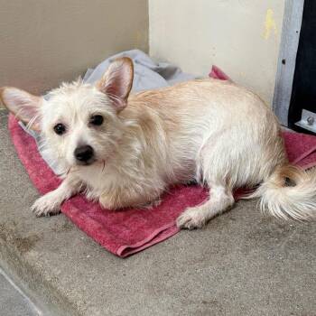 IVHS-Stray-140322 -  Terrier Dog for Adoption in San Gabriel, California - IVHS-Stray-140322 | PetCurious
