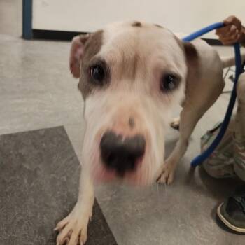 Coffee Cake -  Mixed Breed Dog for Adoption in Philadelphia, Pennsylvania - Coffee Cake | PetCurious