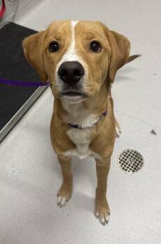 Lewis -  Mixed Breed Dog for Adoption in Missoula, Montana - Lewis | PetCurious