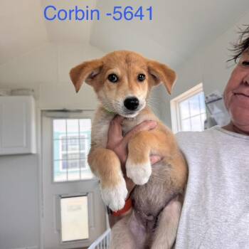 Corbin -  Mixed Breed Dog for Adoption in Tacoma, Washington - Corbin | PetCurious