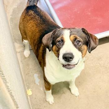 Mixed Breed Dogs Available for Adoption in Pauls Valley, Oklahoma - O-Zone | PetCurious