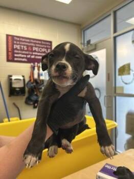 Mixed Breed Dogs Available for Adoption in Wichita, Kansas - Dragon | PetCurious