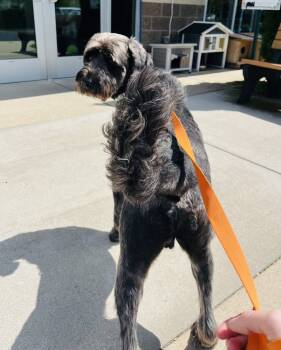 Rescue Aussiedoodle Dogs for Adoption in Kalamazoo, Michigan - Daniel Mack | PetCurious