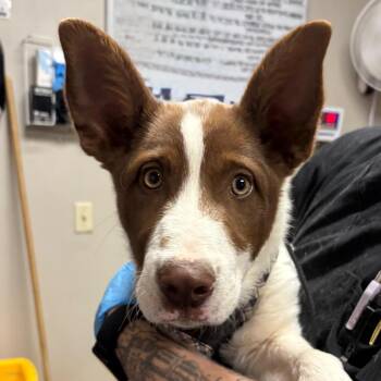 Collie Dogs Available for Adoption in Yuma, Arizona - Cheese Burger | PetCurious