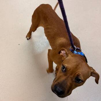 Millie -  Pit Bull Terrier Dog for Adoption in Newark, New Jersey - Millie | PetCurious