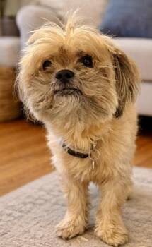 Shih Tzu Dogs Available for Adoption in Tifton, Georgia - Roxy | PetCurious