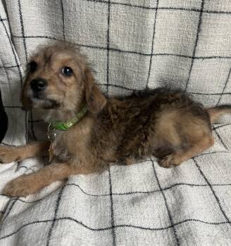 Scout -  Poodle and Chihuahua Dog for Adoption - Scout | PetCurious