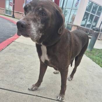Labrador Retriever Dogs Available for Adoption in San Antonio, Texas - SOFIA | PetCurious