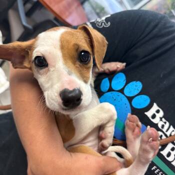 Rescue Mixed Breed Dogs for Adoption in Columbus, Georgia - 11/21/2025-Stray-WestPointGeorgia-2 | PetCurious