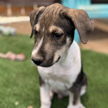 Shepherd and Hound Dogs Available for Adoption in San Diego, California - Boho Pup - Hippie | PetCurious
