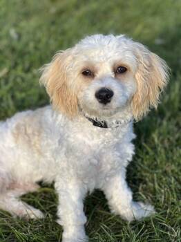 Puppy Tucker -  Cavachon Dog for Adoption in Fort Wayne, Indiana - Puppy Tucker | PetCurious