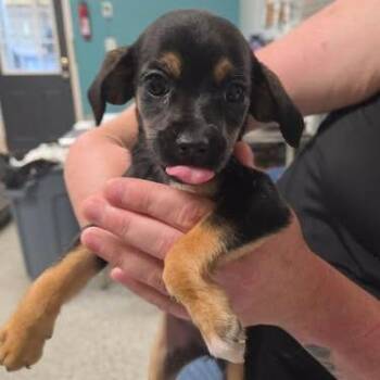 Odowulf -  Chihuahua and Mixed Breed Dog for Adoption in Fredericksburg, Virginia - Odowulf | PetCurious